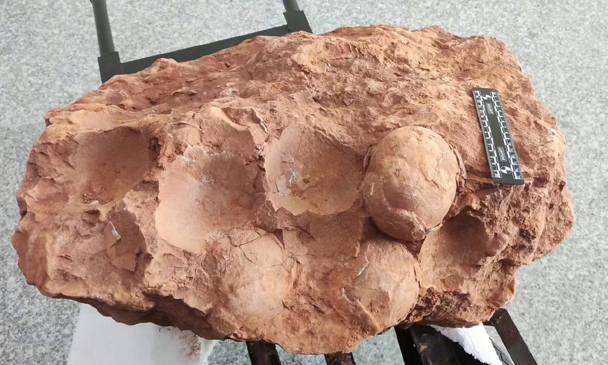 Cache of 120-Million-Year-Old Fossilized Pterosaur Eggs Found in China, Smart News