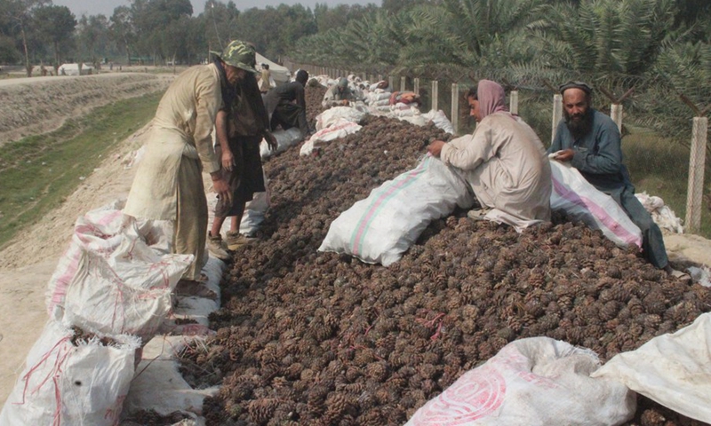 People harvest pine nuts in Nangarhar province, Afghanistan, Oct. 11, 2022.(Photo: Xinhua)