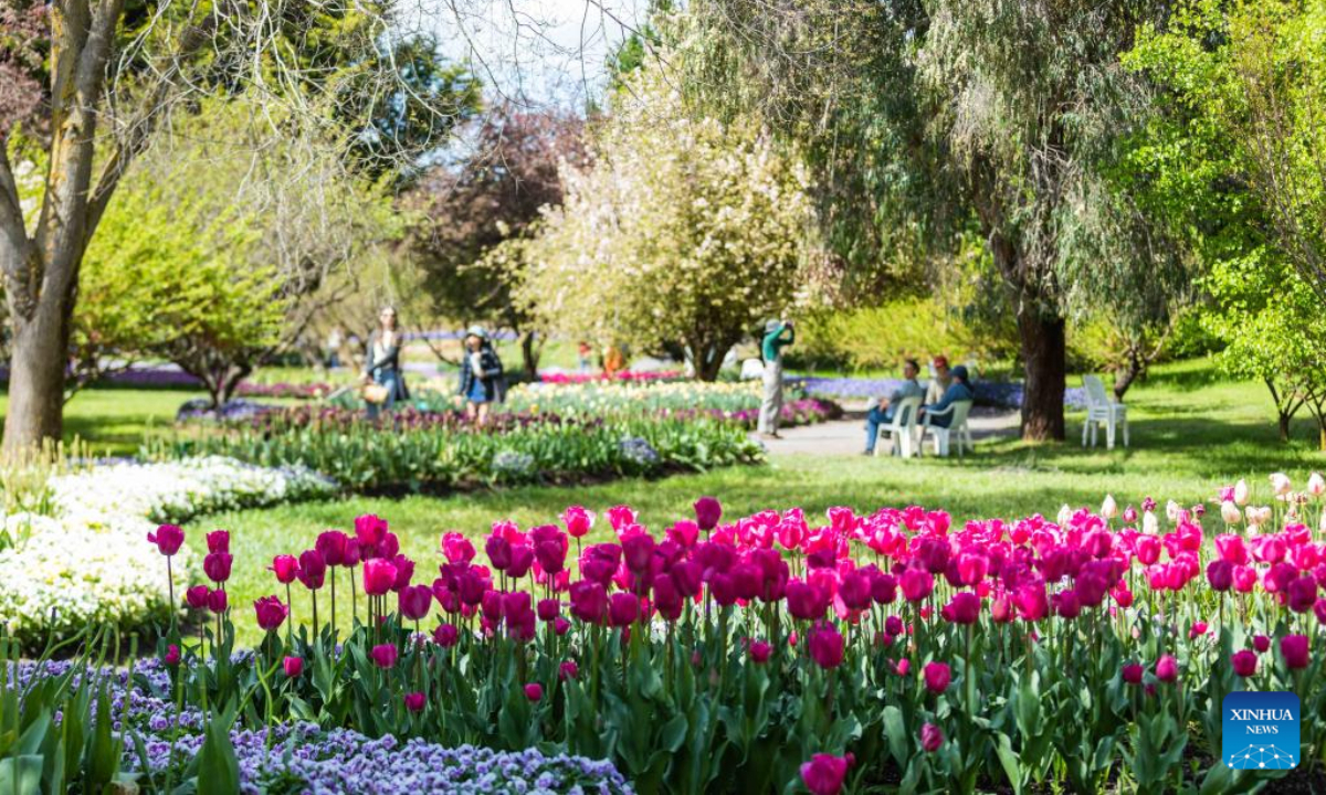 Photo taken on Oct 15, 2022 shows blooming tulips at a garden in the suburb of Canberra, Australia. Photo:Xinhua