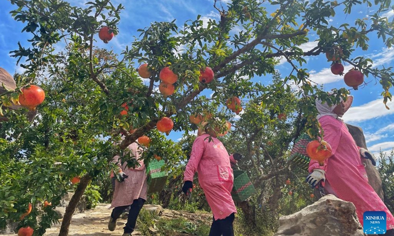 Villagers harvest pomegranates in an orchard in Liuyuan Town of Yicheng District in Zaozhuang City, east China's Shandong Province, Oct. 9, 2022. Villagers are busy harvesting and trading pomegranates recently in Liuyuan, a town famous for producing pomegranates.(Photo: Xinhua)