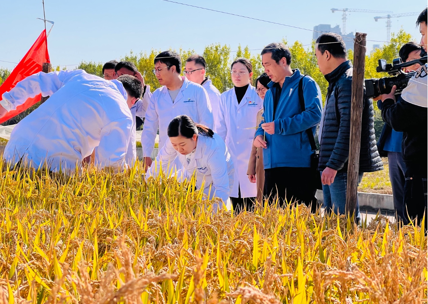 The Qingdao Saline-Alkali Tolerant Rice Research and Development Center organized experts to test output of saline-alkali tolerant rice on Tuesday. Photo: Courtesy of the Qingdao Saline-Alkali Tolerant Rice Research and Development Center