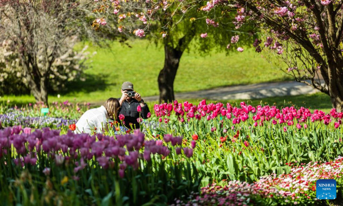 Photo taken on Oct 15, 2022 shows blooming tulips at a garden in the suburb of Canberra, Australia. Photo:Xinhua