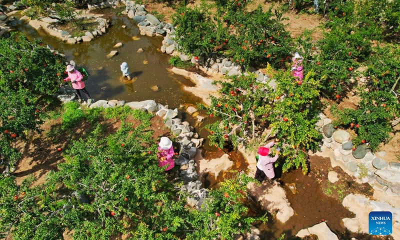 Aerial photo taken on Oct. 9, 2022 shows villagers harvesting pomegranates in an orchard in Liuyuan Town of Yicheng District in Zaozhuang City, east China's Shandong Province. Villagers are busy harvesting and trading pomegranates recently in Liuyuan, a town famous for producing pomegranates.(Photo: Xinhua)