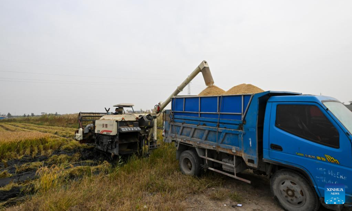 Newly-harvested rice is loaded onto a truck at Xiaozhan Town of Jinnan District, north China's Tianjin, Oct 13, 2022. Xiaozhan rice, which is a popular rice variety in China, is originated in Xiaozhan Town of Tianjin. Lately Xiaozhan rice has entered its harvest season. Photo:Xinhua