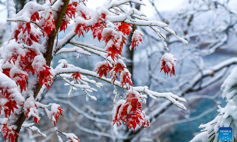 Photo taken on Oct. 10, 2022 shows a view of Tianqiaogou forest park after snow in Dandong, northeast China's Liaoning Province.(Photo: Xinhua)
