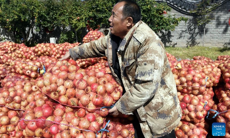 A client purchases pomegranates at a market in Liuyuan Town of Yicheng District in Zaozhuang City, east China's Shandong Province, Oct. 9, 2022. Villagers are busy harvesting and trading pomegranates recently in Liuyuan, a town famous for producing pomegranates.(Photo: Xinhua)