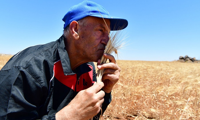 A Syrian farmer harvests wheat on farmland in Syria's southern province of Sweida, on July 2, 2022.(Photo: Xinhua)