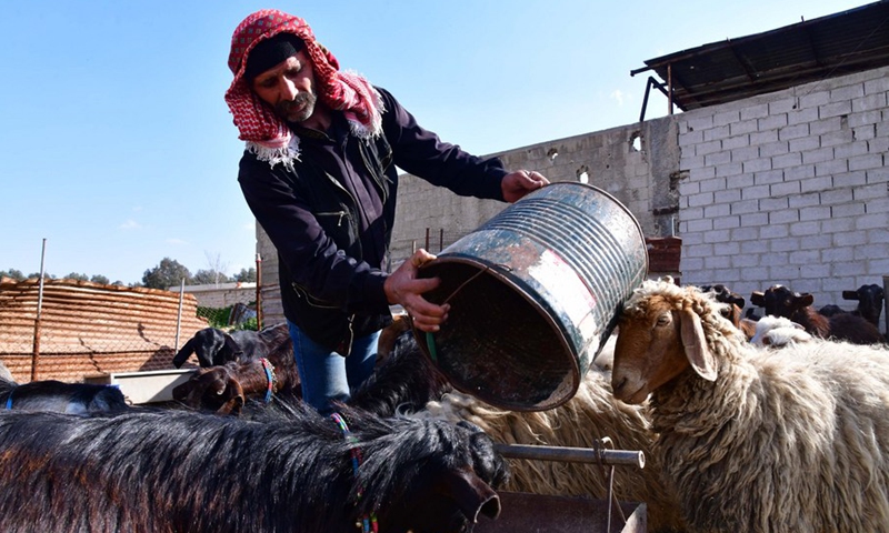 A shepherd feeds goats on a farm in Damascus, Syria, on Feb. 28, 2021.(Photo: Xinhua)