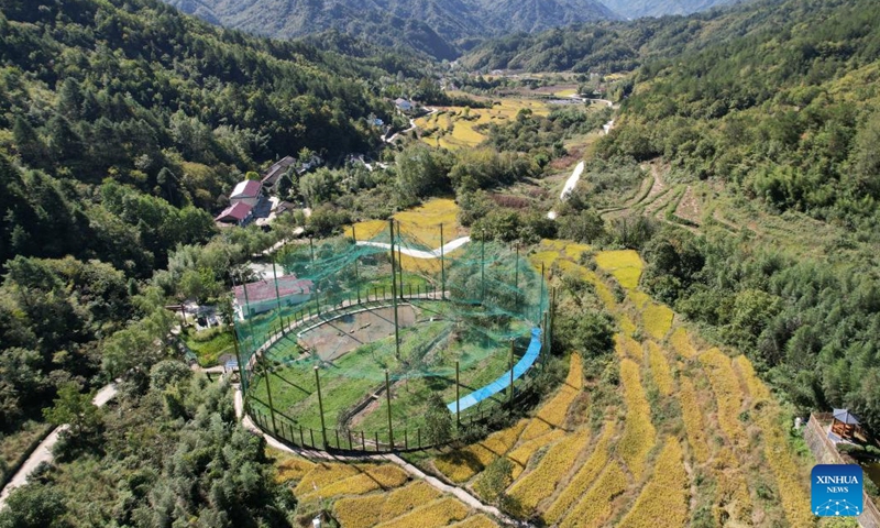 Aerial photo taken on Oct. 10, 2022 shows organic paddy rice fields near a crested ibis feralization base in Ningshan County of northwest China's Shaanxi Province. In recent years, Ningshan County has made great efforts in ecological protection and green development, with local forest coverage rate reaching 96.24 percent and the population of crested ibises, giant pandas and golden snub-nosed monkeys growing.(Photo: Xinhua)