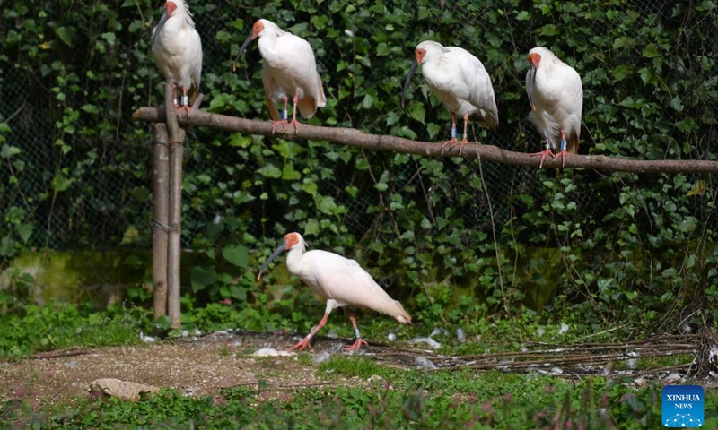 Crested ibises are seen at a crested ibis feralization base in Ningshan County of northwest China's Shaanxi Province, Oct. 10, 2022. In recent years, Ningshan County has made great efforts in ecological protection and green development, with local forest coverage rate reaching 96.24 percent and the population of crested ibises, giant pandas and golden snub-nosed monkeys growing.(Photo: Xinhua)