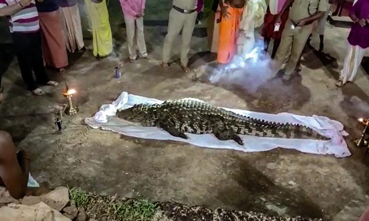 Carcass of the dead crocodile Babia, claimed to be vegetarian, that inhabited the lake at the Sri Ananthapadmanabha Swamy temple, being kept for public homage, in Kasaragod.Photo: PTI