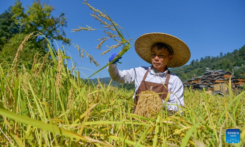 A man harvests paddy rice at Zhanli Village of Congjiang County, southwest China's Guizhou Province, Oct. 12, 2022.(Photo: Xinhua)