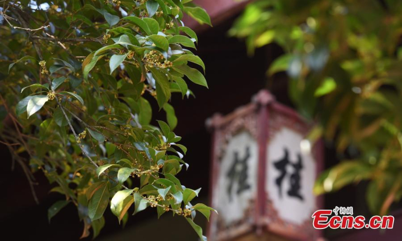 Sweet Osmanthus flowers are in full bloom at Sweet Osmanthus Rain, one of the