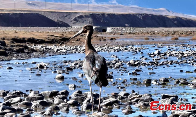 A black stork is captured resting in Qilian Mountain National Park in northwest China's Qinghai Province. (Photo: China News Service/Bao Lei)
