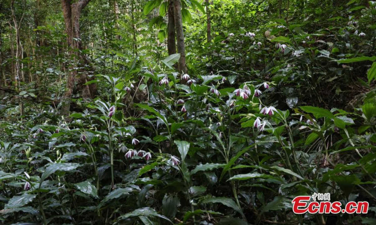 More than 200 nun's-hood orchids (Phaius tankervilleae) are in full bloom in south China's Guangxi Zhuang Autonomous Region. Photo: China News Service