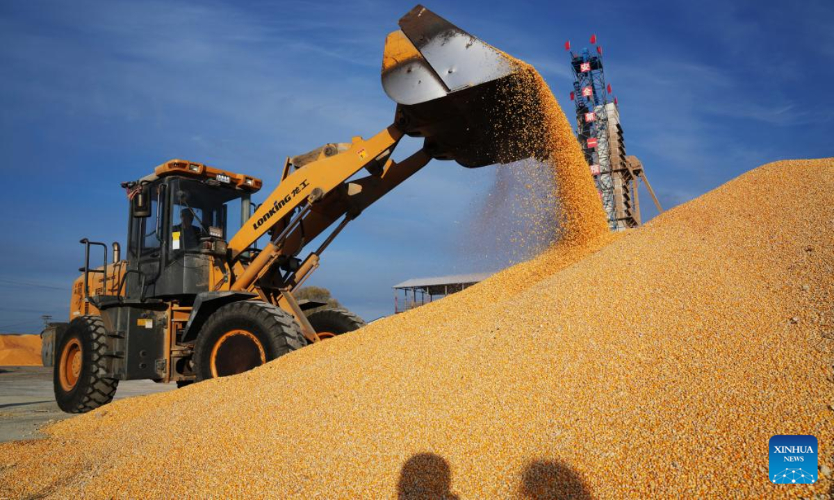 A staff member works on a pile of corns in a drying yard in Bei'an, northeast China's Heilongjiang Province, Oct 19, 2022. Photo:Xinhua