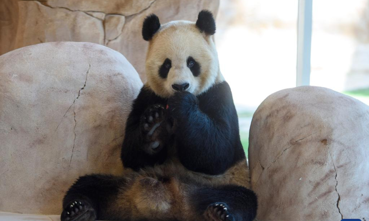 A giant panda is seen at the Panda House at Al Khor Park in Doha, Qatar, Oct 19, 2022. Photo:Xinhua