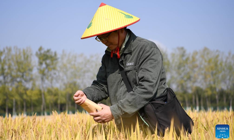 A staff member of Rice Research Institute of Anhui Academy of Agricultural Sciences collects rice seeds at a demonstration test paddy in Baohe District of Hefei, east China's Anhui Province, Oct. 15, 2022.Photo:Xinhua