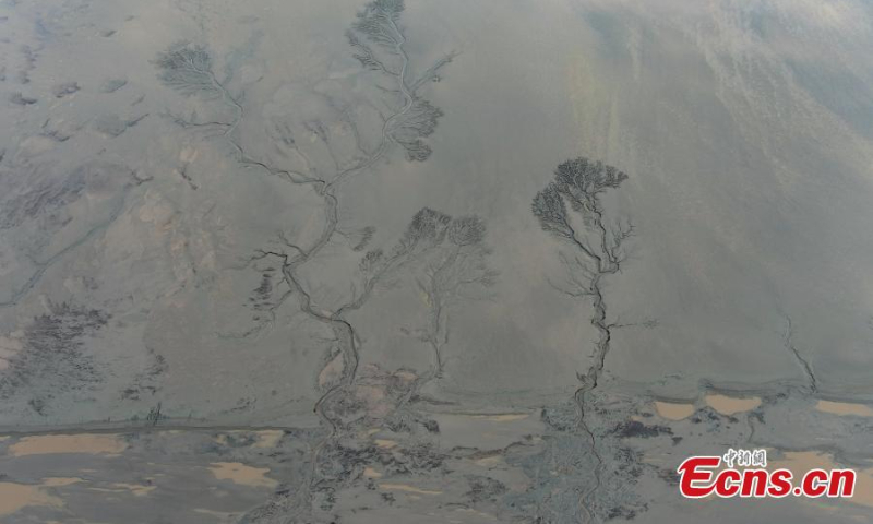 Aerial view shows the giant tree-shaped marks on the tidal flat along the Qiangtang River, east China's Zhejiang Province, Oct. 17, 2022. (Photo: China News Service/Wang Gang)