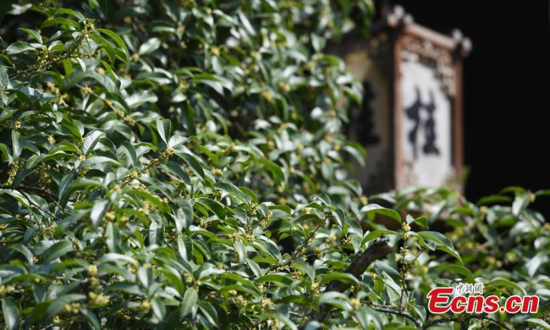 Sweet Osmanthus flowers are in full bloom at Sweet Osmanthus Rain, one of the