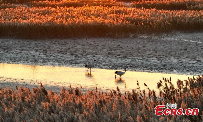 Red-crowned cranes forage at the Yellow River estuary where the Yellow River, China's second-longest river, joins the Bohai Sea in Dongying, east China's Shandong Province, Oct. 17, 2022. (Photo: China News Service/Yang Bin)