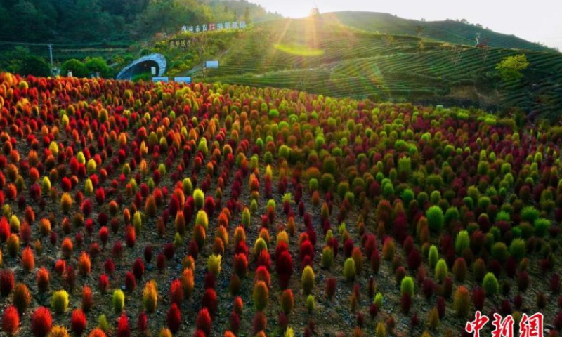 2022年10月21日，在中国中部湖北省恩施土家族苗族自治州，扫帚草（Kochia scoparia）在秋天变成鲜红色。照片：中新社