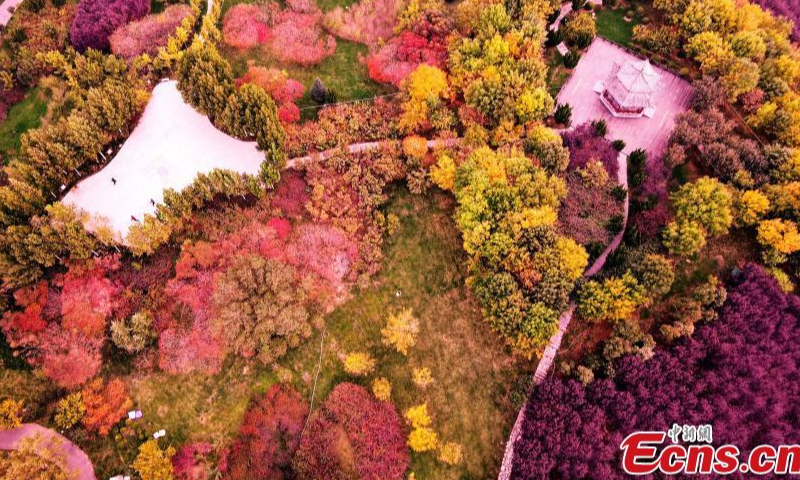 2022年10月20日，中国北方河北省邯郸市鸡泽县一个公园的多彩秋景。照片：中新社