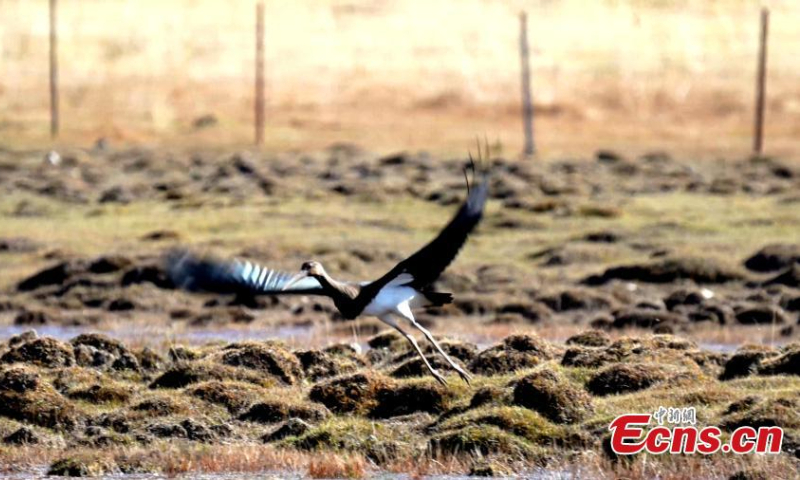 A black stork is captured resting in Qilian Mountain National Park in northwest China's Qinghai Province. (Photo: China News Service/Bao Lei)