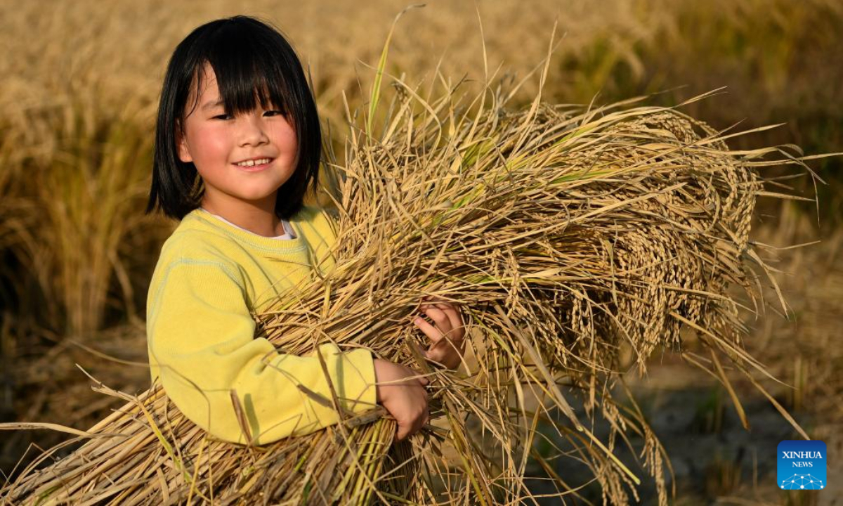 A girl carries a bunch of paddy rice in Huangfu Village, Chang'an District of Xi'an City, northwest China's Shaanxi Province, Oct 21, 2022. In recent years, Chang'an District develops ecological paddy fields and combines paddy rice industry with tourism, which improves the quality of local paddy rice and local economy. Photo:Xinhua