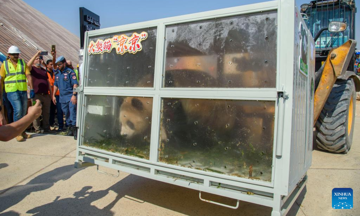 The giant panda Jing Jing arrives at the Panda House at Al Khor Park in Doha, Qatar, Oct 19, 2022. Photo:Xinhua