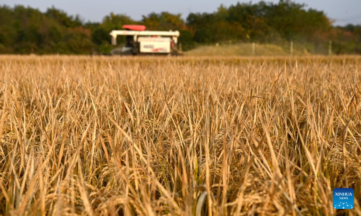 This photo taken on Oct 21, 2022 shows a reaper harvesting paddy rice in Huangfu Village, Chang'an District of Xi'an City, northwest China's Shaanxi Province. In recent years, Chang'an District develops ecological paddy fields and combines paddy rice industry with tourism, which improves the quality of local paddy rice and local economy. Photo:Xinhua
