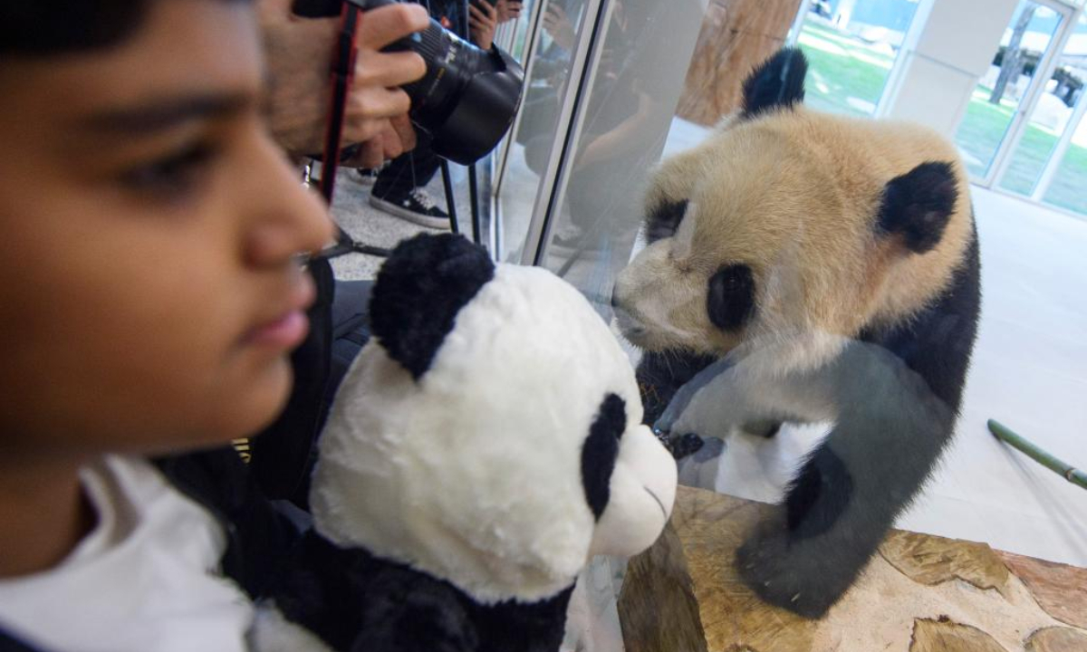 A giant panda is seen at the Panda House at Al Khor Park in Doha, Qatar, Oct 19, 2022. Photo:Xinhua