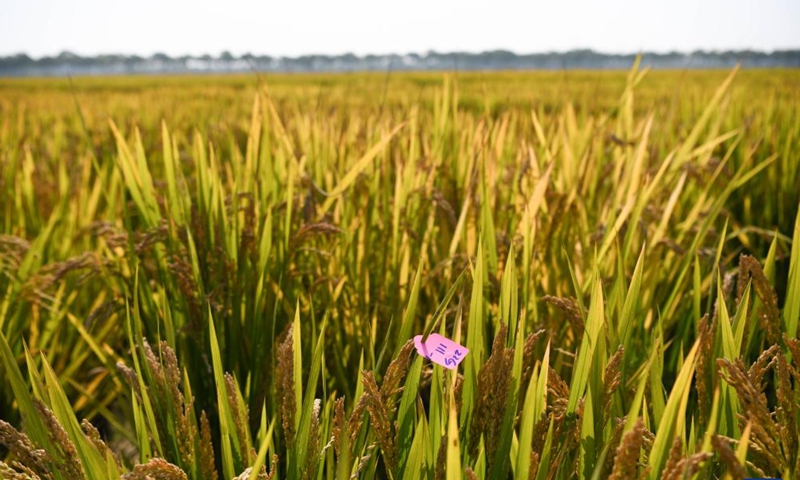 Photo taken on Oct. 15, 2022 shows a demonstration test paddy in Baohe District of Hefei, east China's Anhui Province.Photo:Xinhua