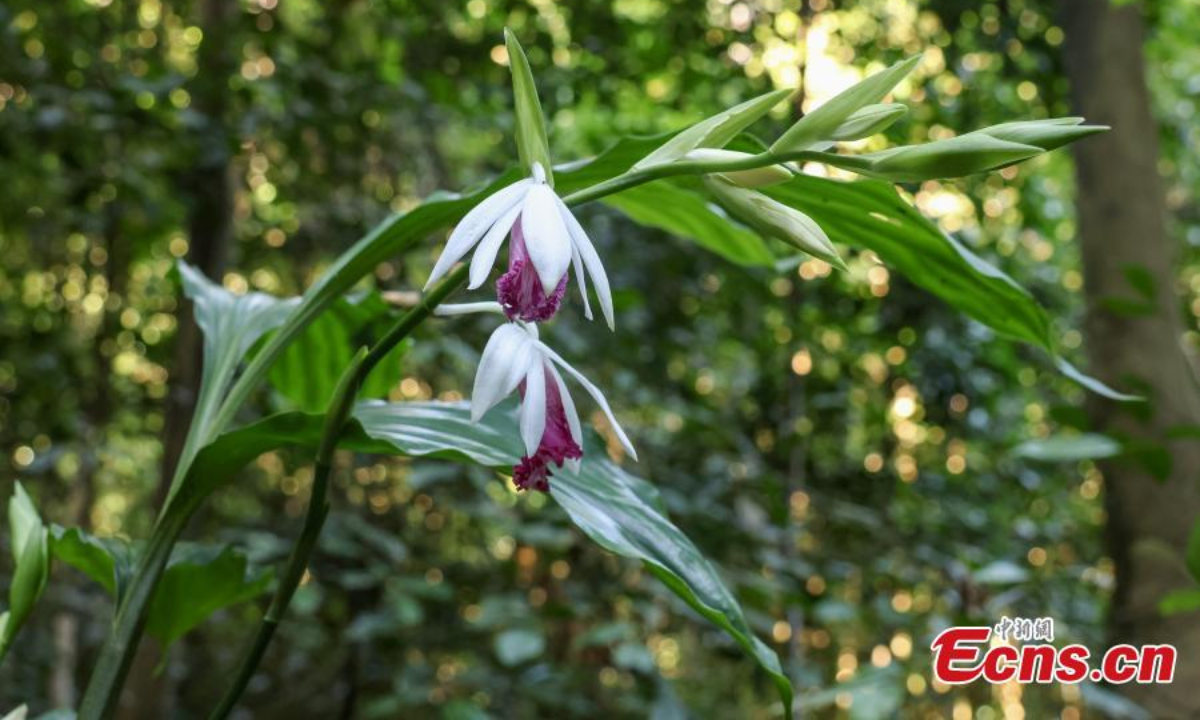 More than 200 nun's-hood orchids (Phaius tankervilleae) are in full bloom in south China's Guangxi Zhuang Autonomous Region. Photo: China News Service