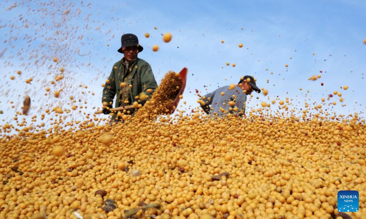 Staff members work on a pile of soy beans at a drying yard in Bei'an, northeast China's Heilongjiang Province, Oct 20, 2022. Photo:Xinhua