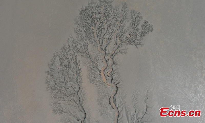 Aerial view shows the giant tree-shaped marks on the tidal flat along the Qiangtang River, east China's Zhejiang Province, Oct. 17, 2022. (Photo: China News Service/Wang Gang)