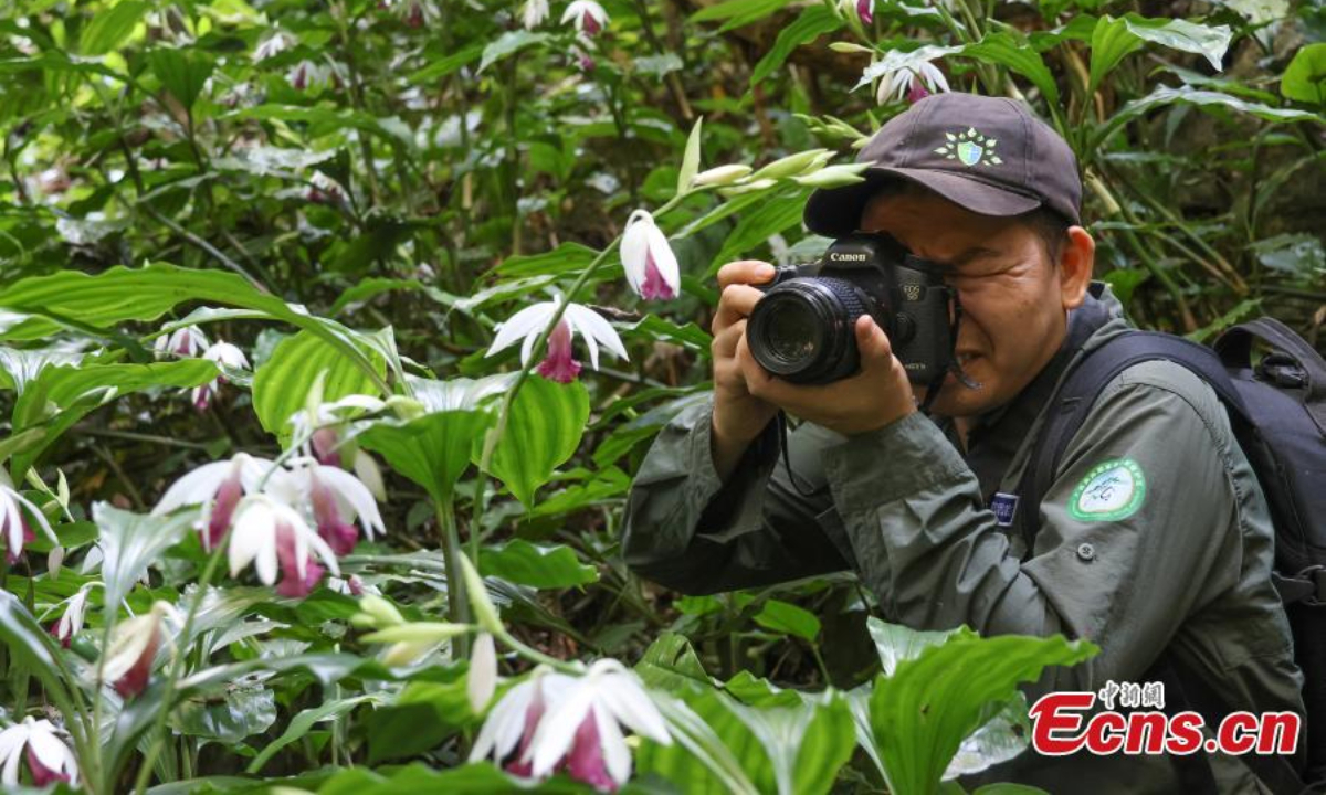 More than 200 nun's-hood orchids (Phaius tankervilleae) are in full bloom in south China's Guangxi Zhuang Autonomous Region. Photo: China News Service