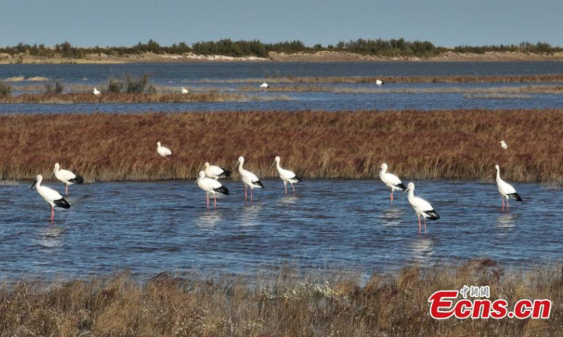 A flock of Oriental white storks at the estuary of the Yellow River where the Yellow River, China's second-longest river, joins the Bohai Sea in Dongying, east China's Shandong Province, Oct. 17, 2022.