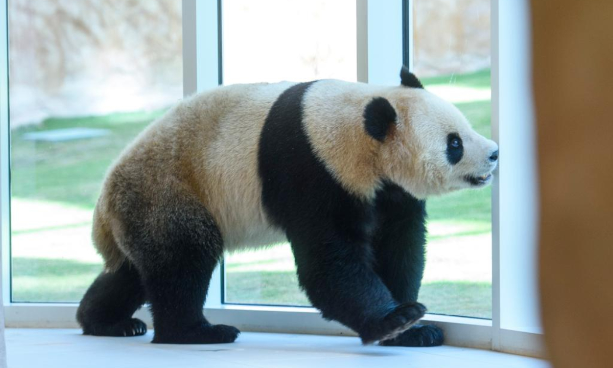 A giant panda is seen at the Panda House at Al Khor Park in Doha, Qatar, Oct 19, 2022. Photo:Xinhua