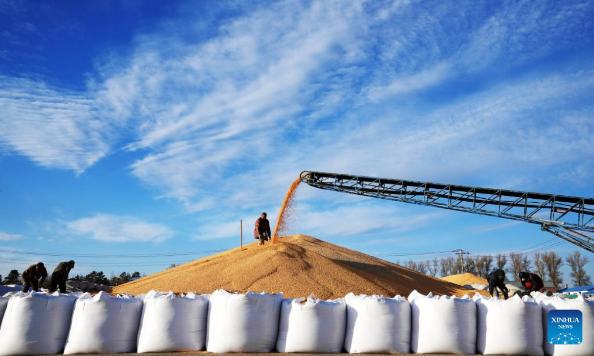 A staff member works on a pile of corns in a drying yard in Bei'an, northeast China's Heilongjiang Province, Oct 19, 2022. Photo:Xinhua