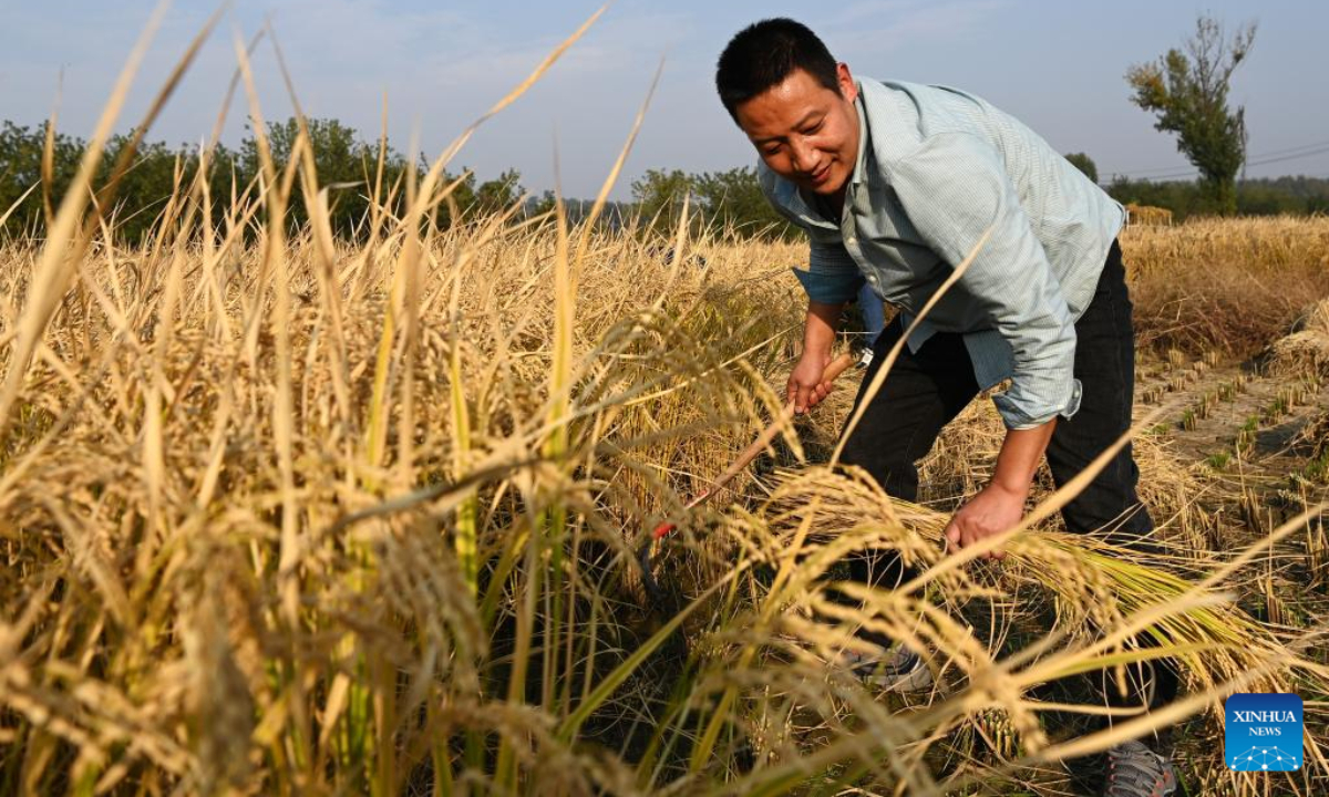 A villager harvests paddy rice in Huangfu Village, Chang'an District of Xi'an City, northwest China's Shaanxi Province, Oct 21, 2022. In recent years, Chang'an District develops ecological paddy fields and combines paddy rice industry with tourism, which improves the quality of local paddy rice and local economy. Photo:Xinhua