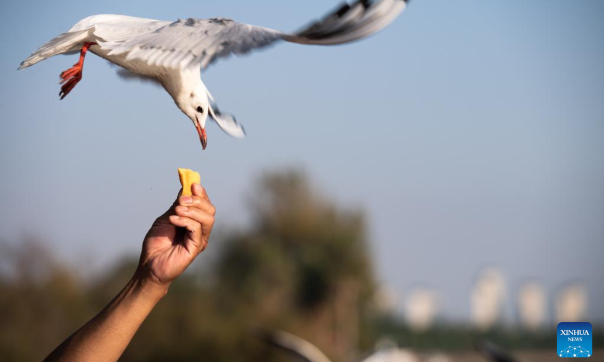 Citizens feed black-headed gulls by the bank of Dianchi Lake in Kunming, southwest China's Yunnan Province, Oct 20, 2022. Every year black-headed gulls fly to Kunming for warmer weather in winter. Photo:Xinhua
