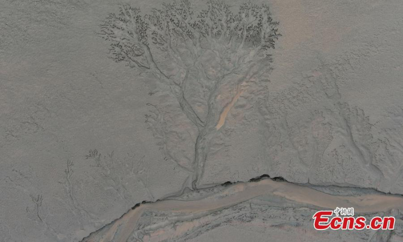 Aerial view shows the giant tree-shaped marks on the tidal flat along the Qiangtang River, east China's Zhejiang Province, Oct. 17, 2022. (Photo: China News Service/Wang Gang)