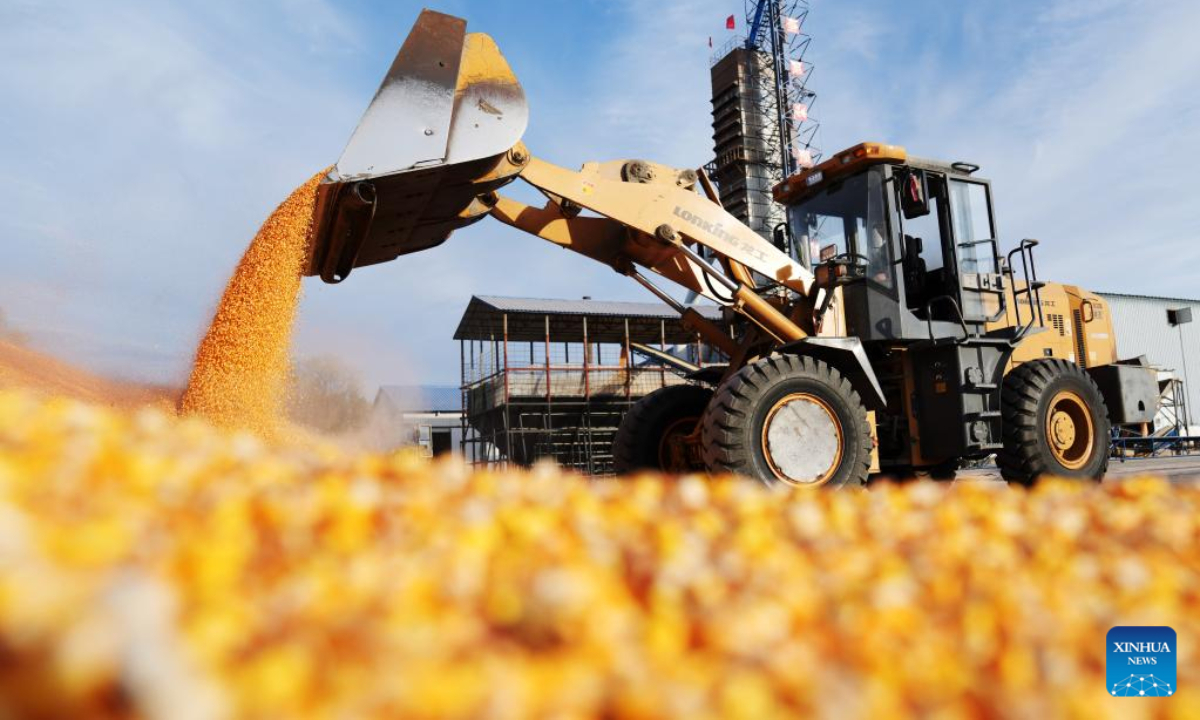 A staff member operates a farming machine to transport corns to a drying yard in Bei'an, northeast China's Heilongjiang Province, Oct. 20, 2022. Photo:Xinhua