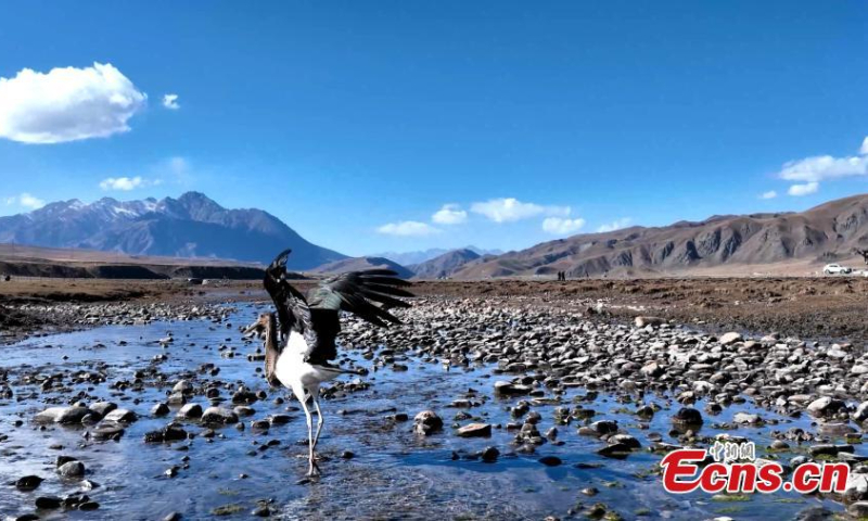A black stork is captured resting in Qilian Mountain National Park in northwest China's Qinghai Province. (Photo: China News Service/Bao Lei)