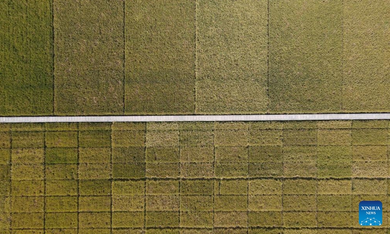 Aerial photo taken on Oct. 15, 2022 shows a demonstration test paddy in Baohe District of Hefei, east China's Anhui Province.Photo:Xinhua