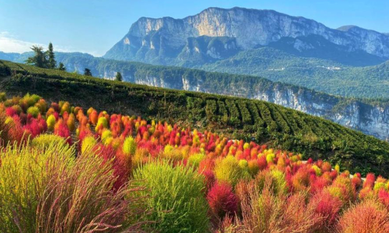 2022年10月21日，在中国中部湖北省恩施土家族苗族自治州，扫帚草（Kochia scoparia）在秋天变成鲜红色。照片：中新社