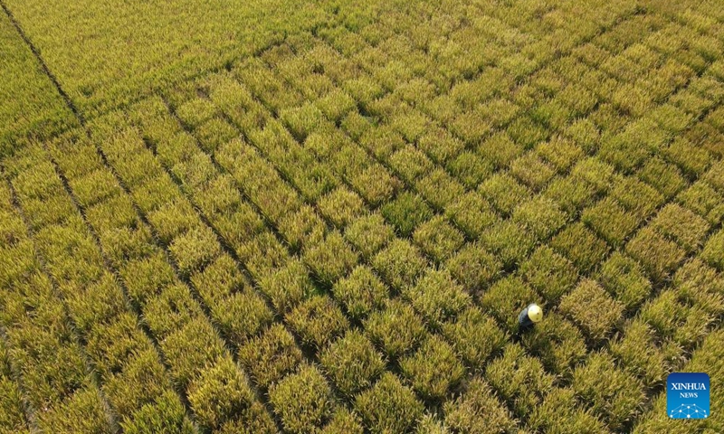 In this aerial photo, a staff member of Rice Research Institute of Anhui Academy of Agricultural Sciences collects rice seeds at a demonstration test paddy in Baohe District of Hefei, east China's Anhui Province, Oct. 15, 2022.Photo:Xinhua