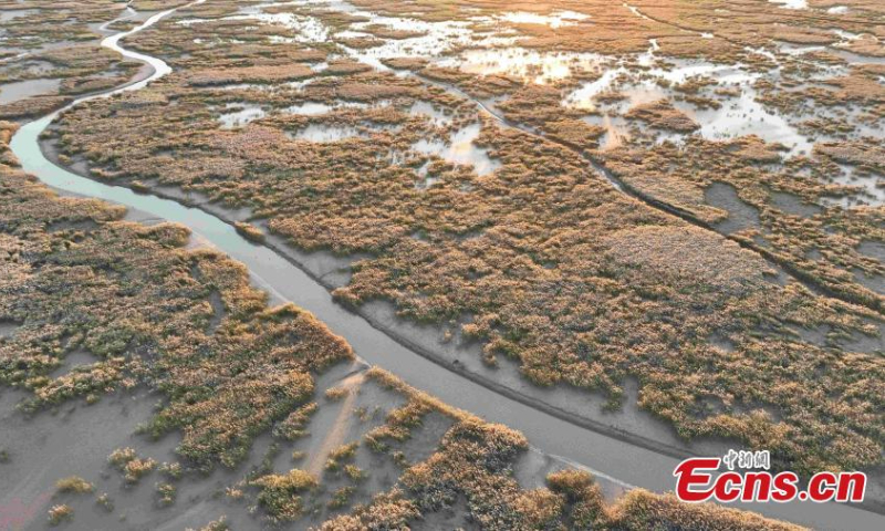 The tidal-flat presents a tree-shaped landscape at the Yellow River estuary where the Yellow River, China's second-longest river, joins the Bohai Sea in Dongying, east China's Shandong Province, Oct. 17, 2022. (Photo: China News Service/Yang Bin)