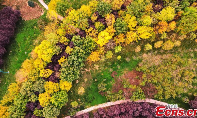 2022年10月20日，中国北方河北省邯郸市鸡泽县一个公园的多彩秋景。照片：中新社